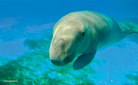 Image credit: Courtesy of Tamang Dugong